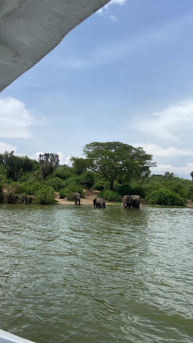 ChigoTours's tweet photo. 3 Days. 2 Iconic Parks. Endless Wildlife. 🦁🇺🇬
Explore the best of Queen Elizabeth &amp; Lake Mburo National Parks with Chigo Tours!
✅Kazinga Channel Boat Cruise ✅Savannah Game Drives ✅Cultural Insights
Your gateway to the Pearl of Africa starts here
#VisitUganda #Safari #Wildlife https://t.co/ztf6Mzvu39