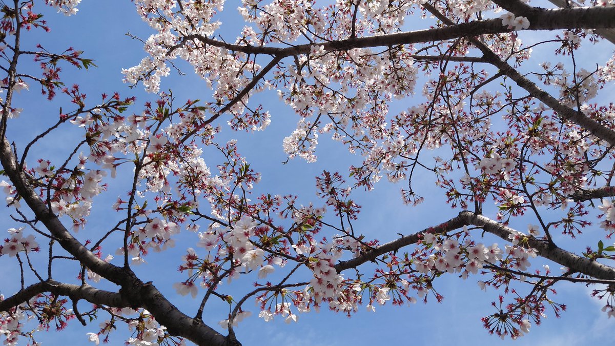 もふこ tweet media