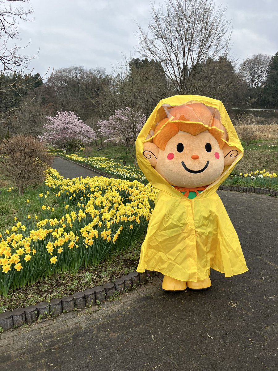 suisentyan's tweet photo. 途中で雨が降ってきちゃったので🌧️
最後はレアなカッパ姿で登場❗️
次回は来週11日（土）
#岩井親水公園 #すいせん祭り
コスプレイベントに遊びに行くね(^_-)
#群馬県 #東吾妻町
町の花 水仙をモチーフにした #水仙ちゃん
手に持っているのは
東吾妻の「ひ」 魔法の杖🪄だよ https://t.co/bsk01IczxK