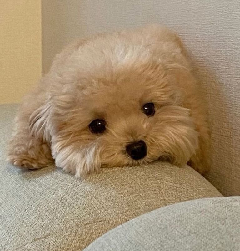 𝙆𝙤𝙣𝙚𝙣𝙜𓃠 tweet media