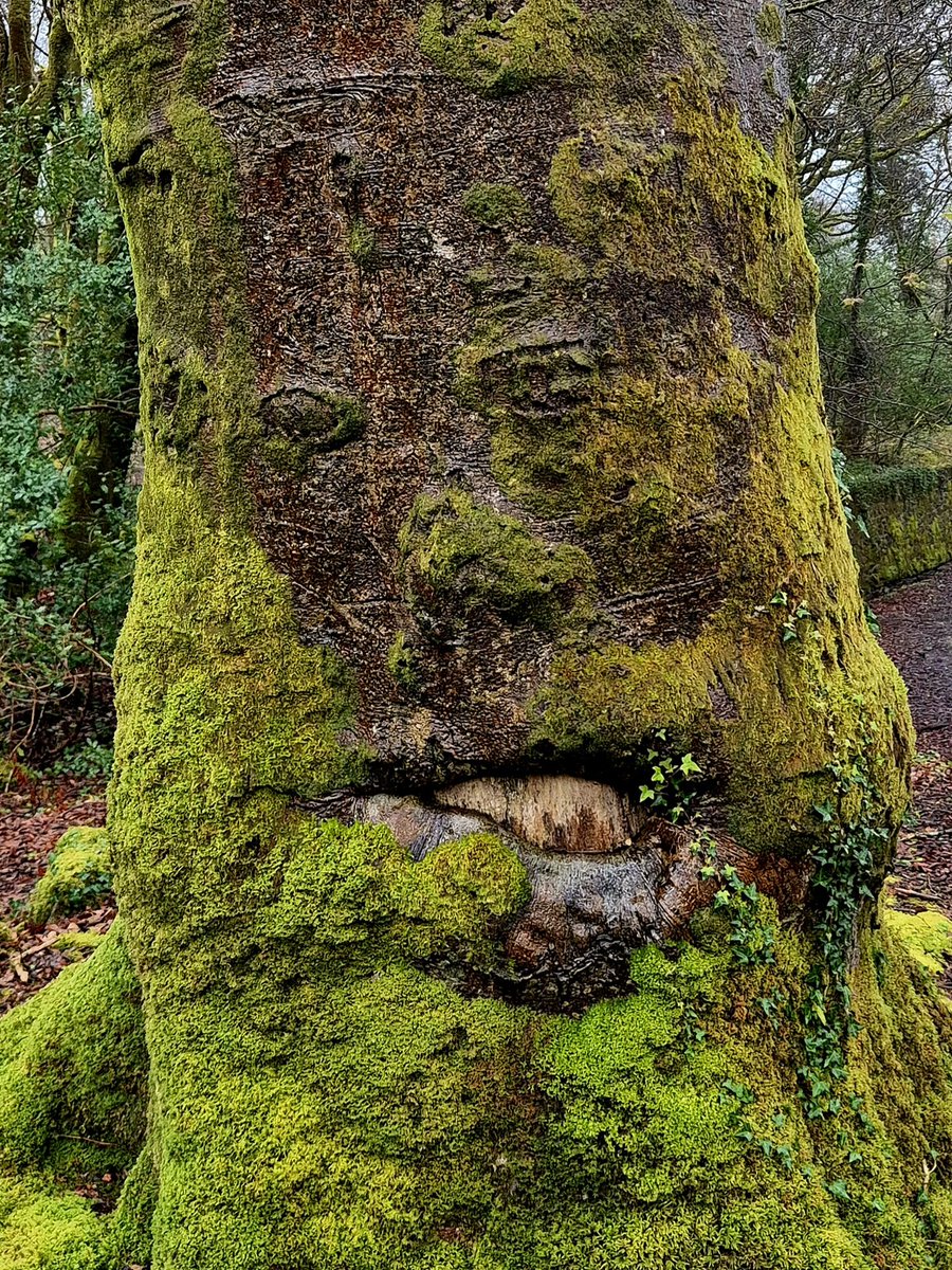 Cormac's Coast tweet media