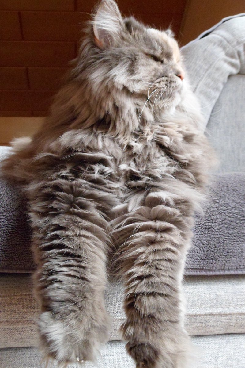 princess tweet media