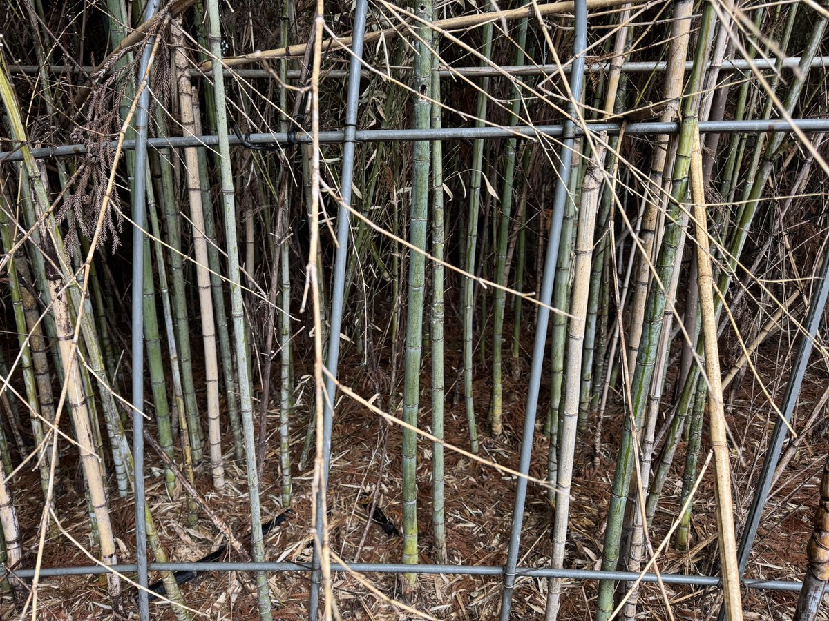 きゅうり鯖之介 tweet media