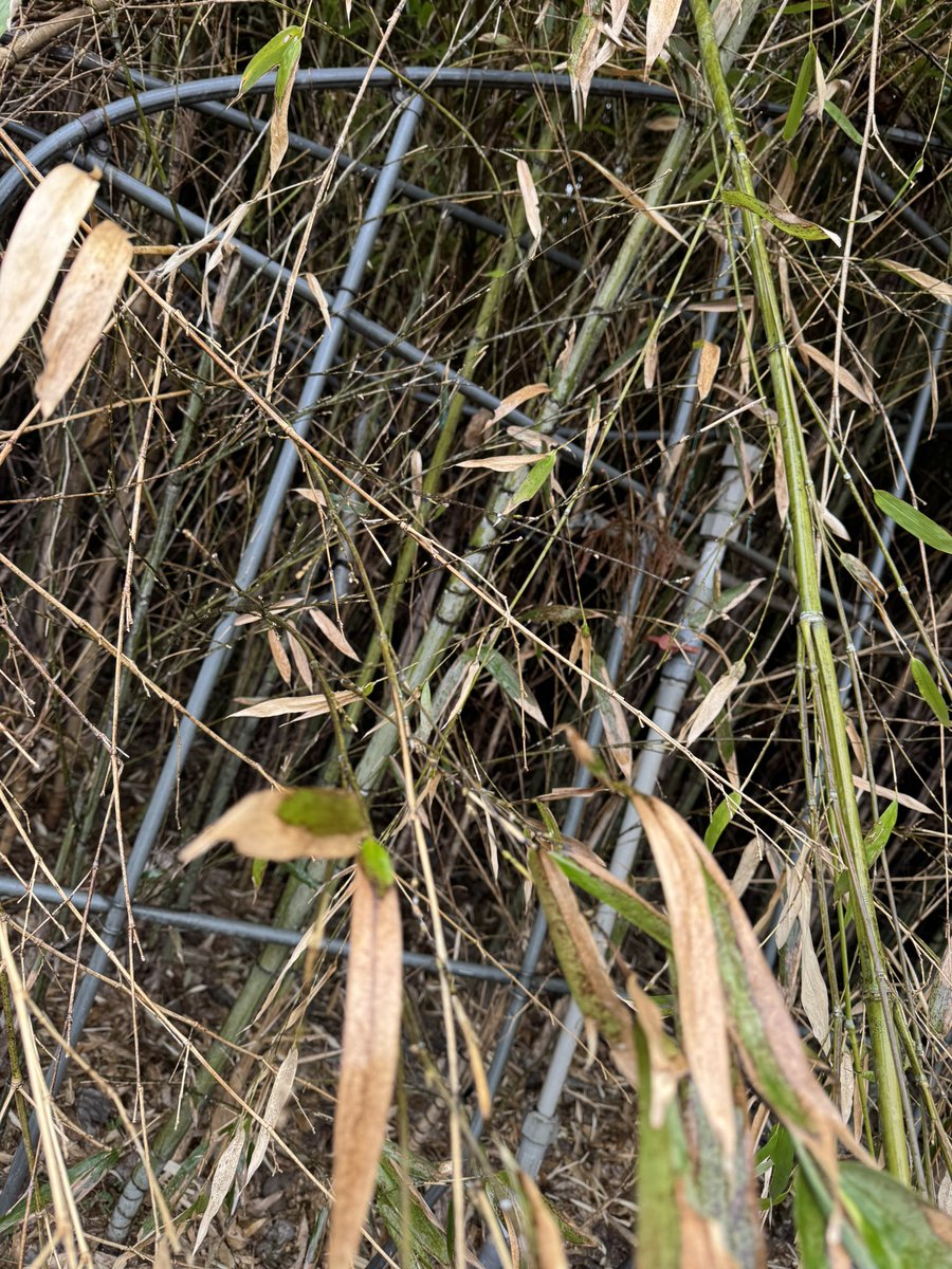 きゅうり鯖之介 tweet media