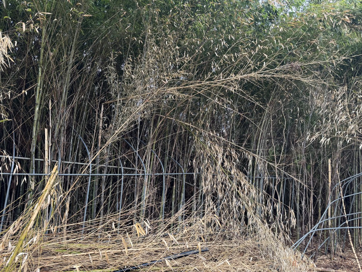 きゅうり鯖之介 tweet media