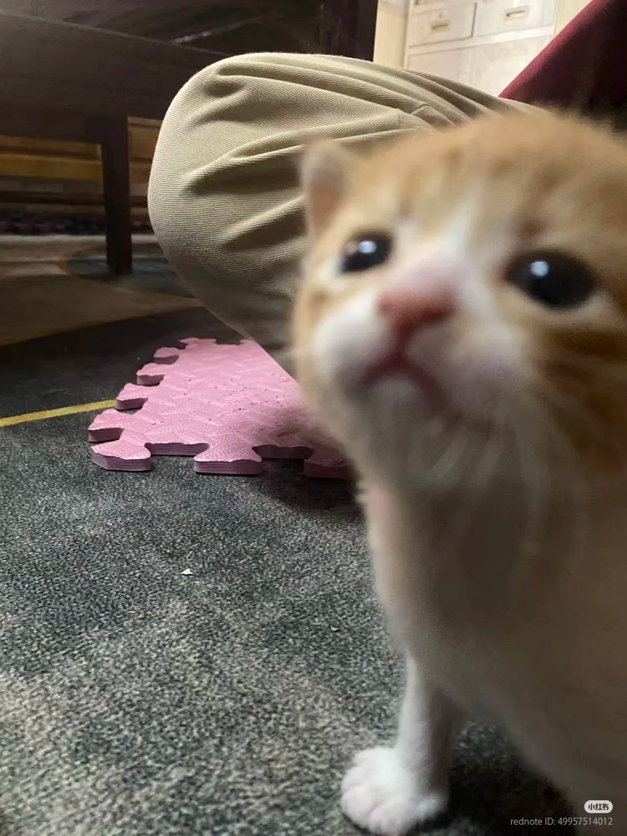 No Context Cats tweet media