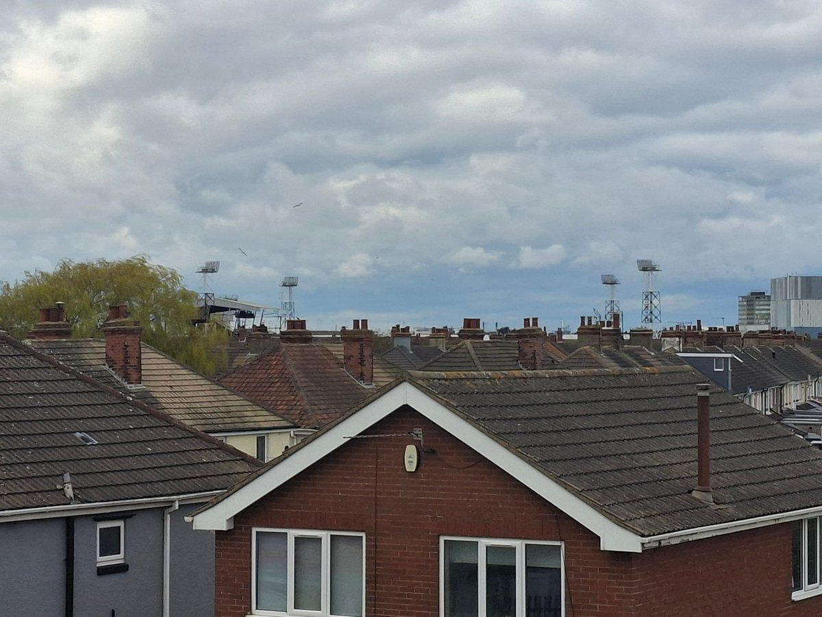 Daniel Tortoise tweet media