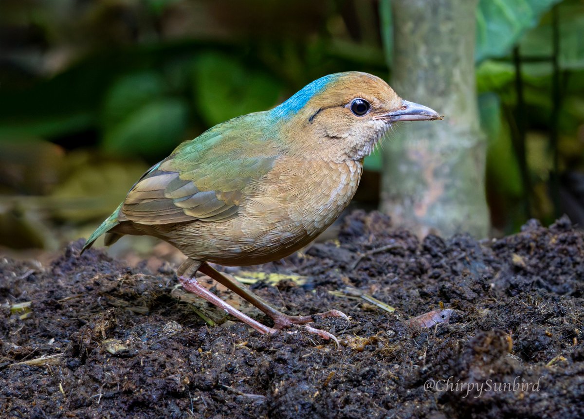 Chirpy Sunbird tweet media
