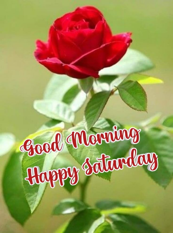 UnTuiteroMasDelAlba tweet media