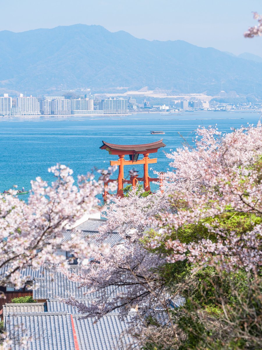 𝚋𝚒𝚛𝚍 tweet media