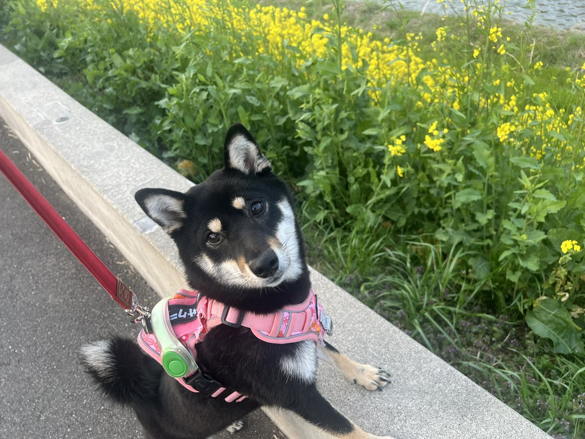 ピュアテック 皇帝ペンギン様 tweet media