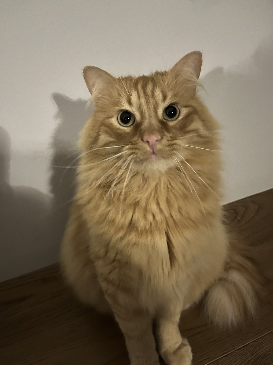 Easy Sugar | Бандераss 🇺🇦 tweet media