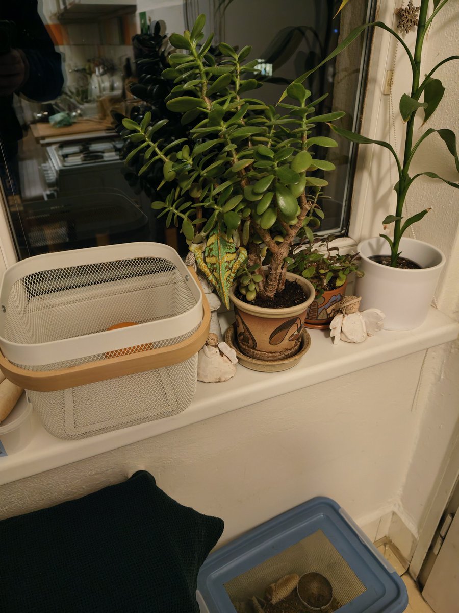 Radim Fichtner🦎 tweet media