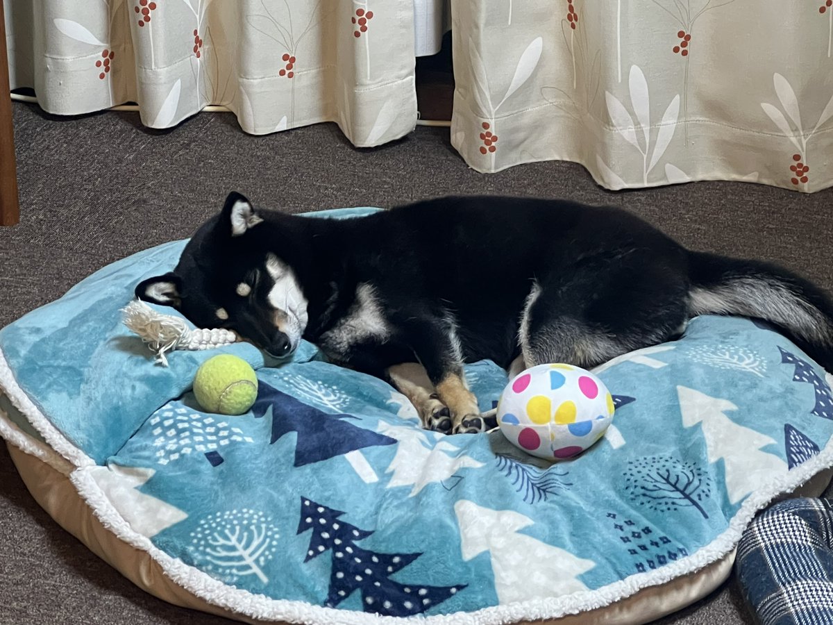 ピュアテック 皇帝ペンギン様 tweet media