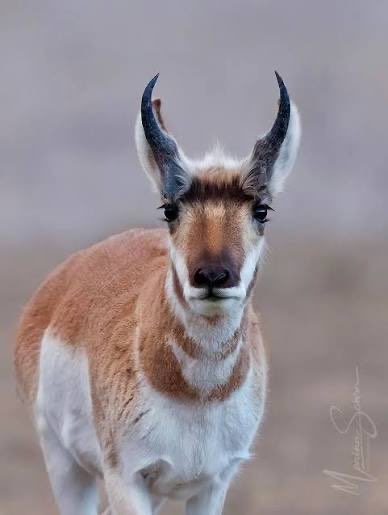 Clove the Pronghorn tweet media