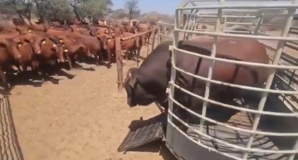 Prof. Chise tweet media