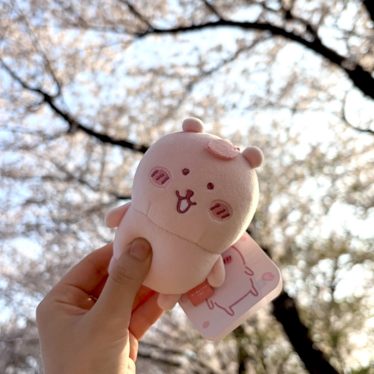 송정벚꽃길 예쁘다 벚꽃담곰도🌸🌸