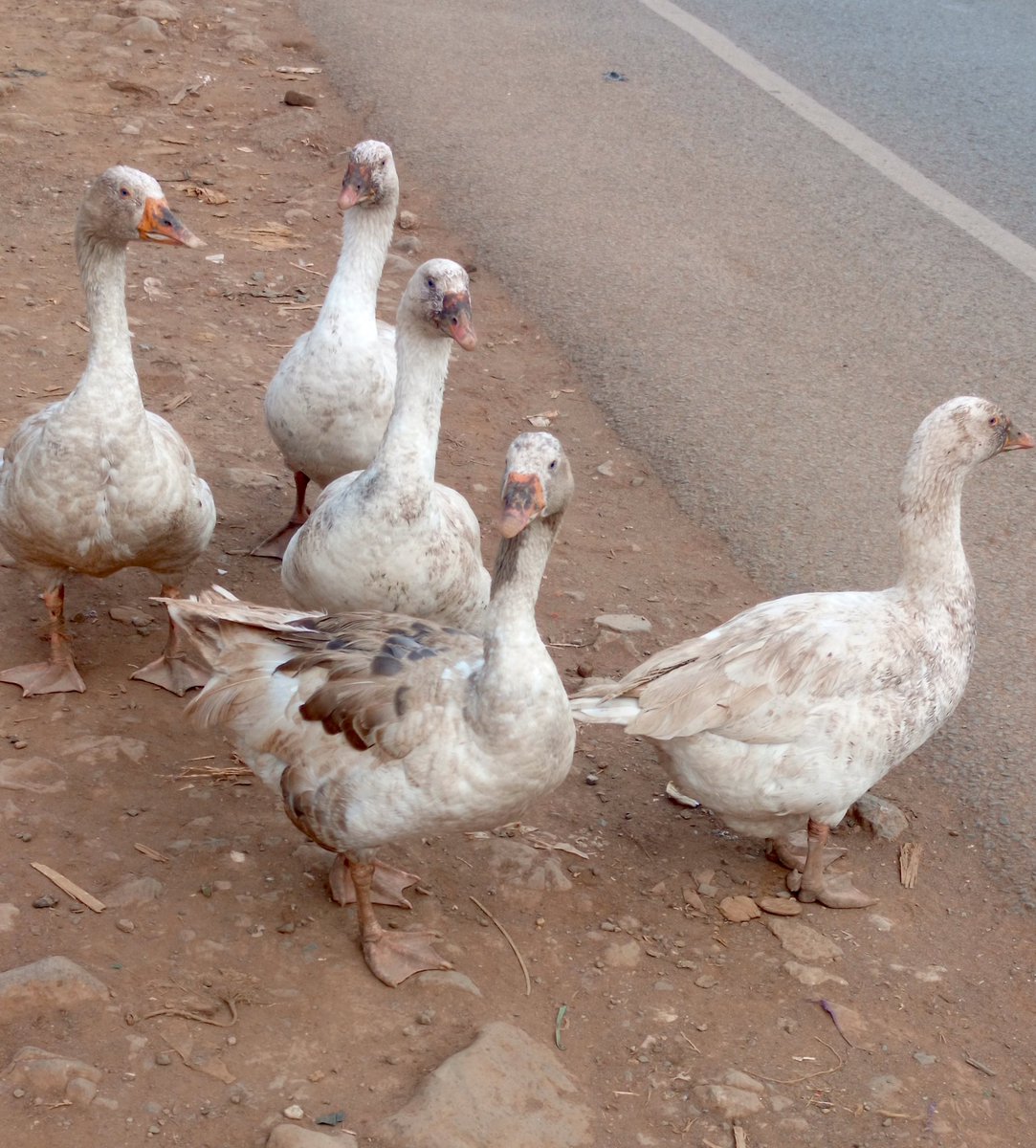 Flic🥖🍞🥨🥐🫓 tweet media