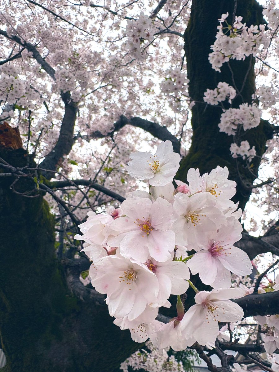 此花おと💐 tweet media