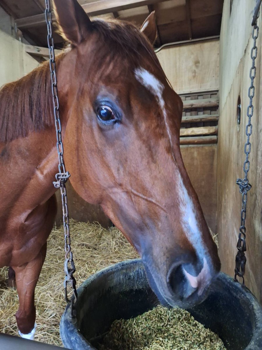 上原博之厩舎【ウエハラヒロユキキュウシャ🍀】 tweet media