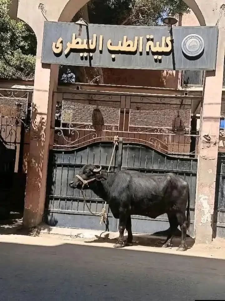 Ahmed Younes tweet media