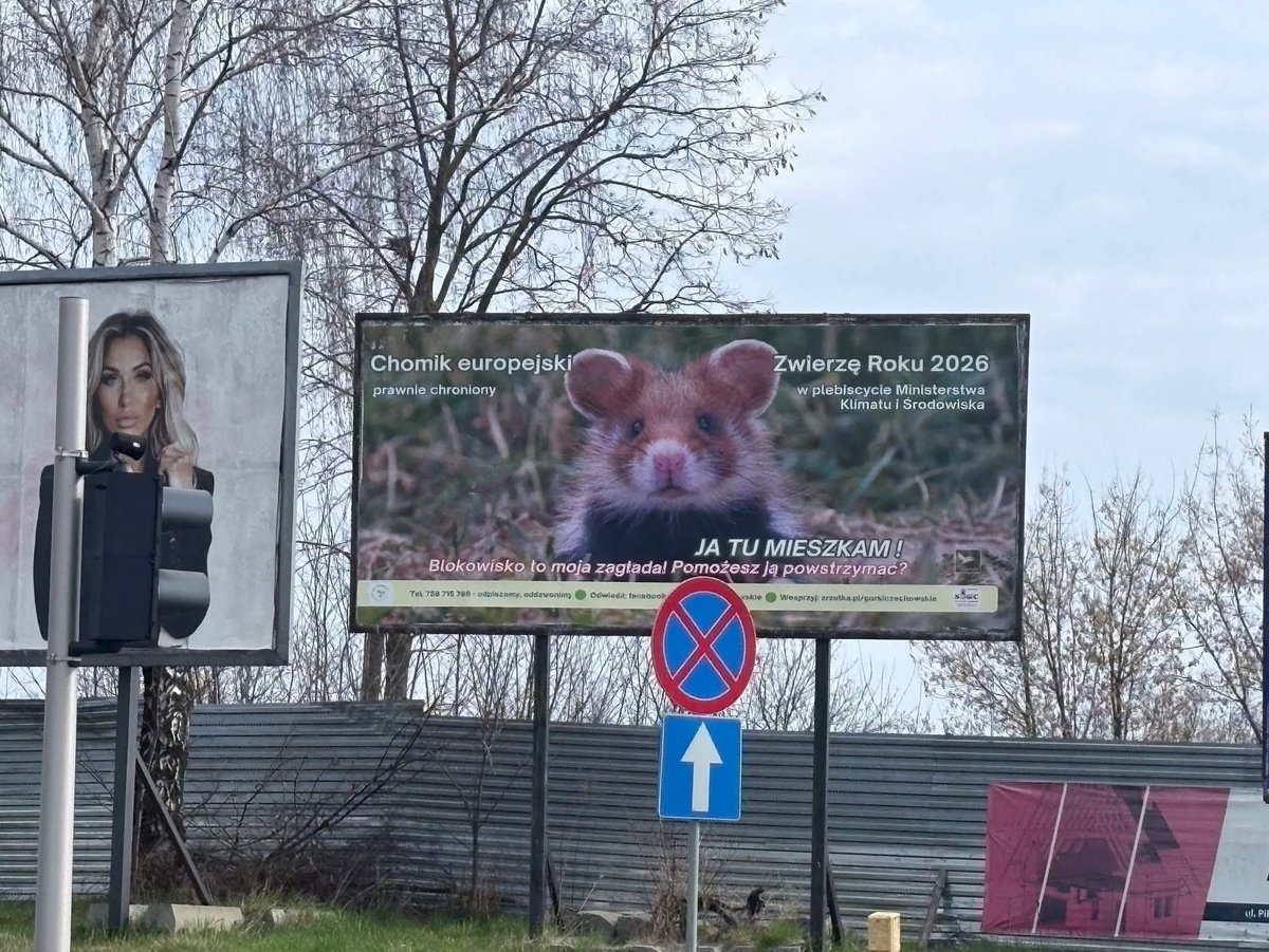Paweł Buczkowski tweet media