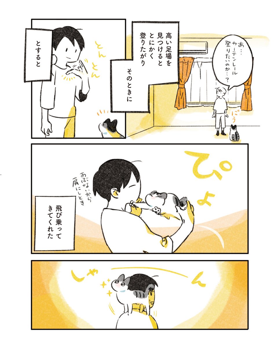 1/6
高いところに登りたい猫 