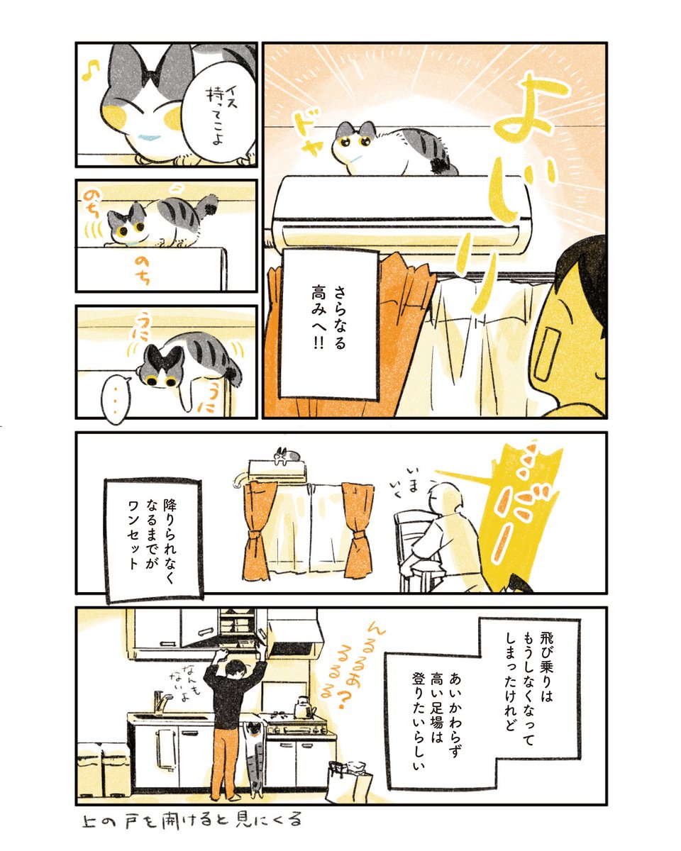 1/6
高いところに登りたい猫 