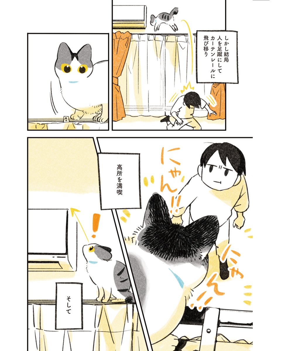 1/6
高いところに登りたい猫 