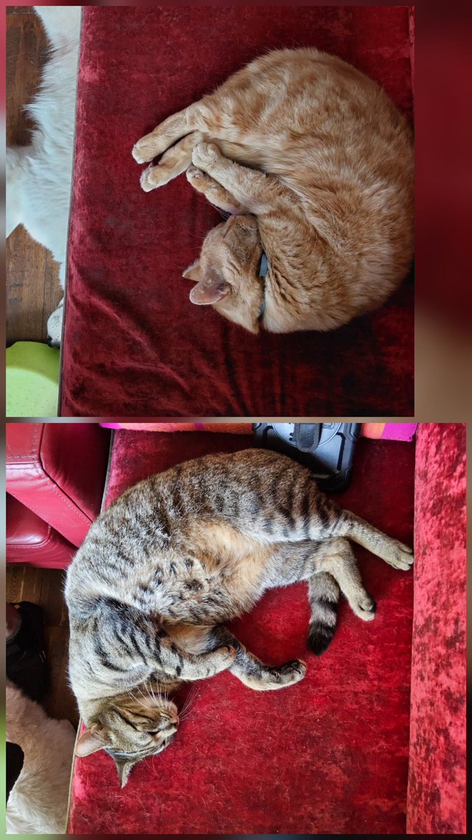 Tietsje van Gelder 🗨🐦 tweet media