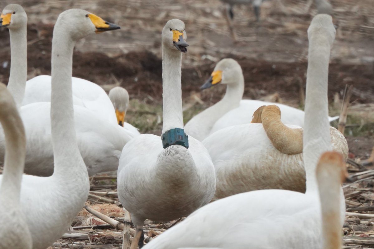 ＸＥＮ tweet media