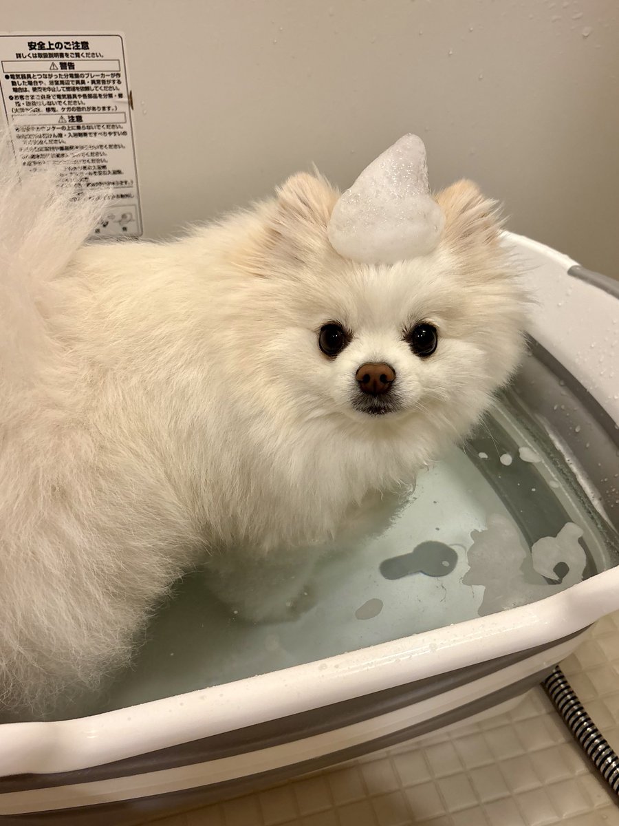 ポメラニアンの天くん！ tweet media