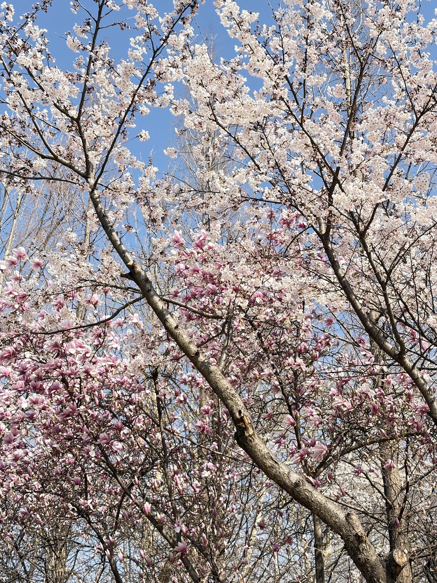 체스맨 🍍🪐🧃 tweet media