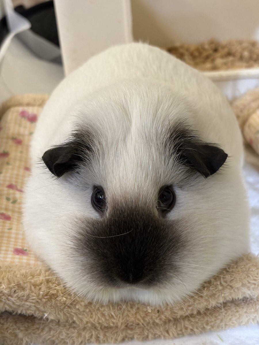 大福きなこ tweet media