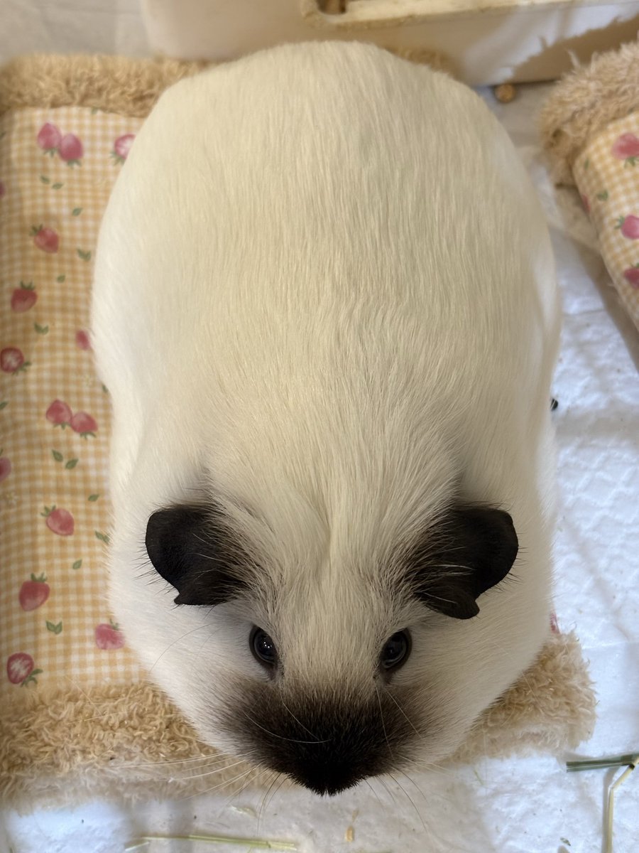 大福きなこ tweet media