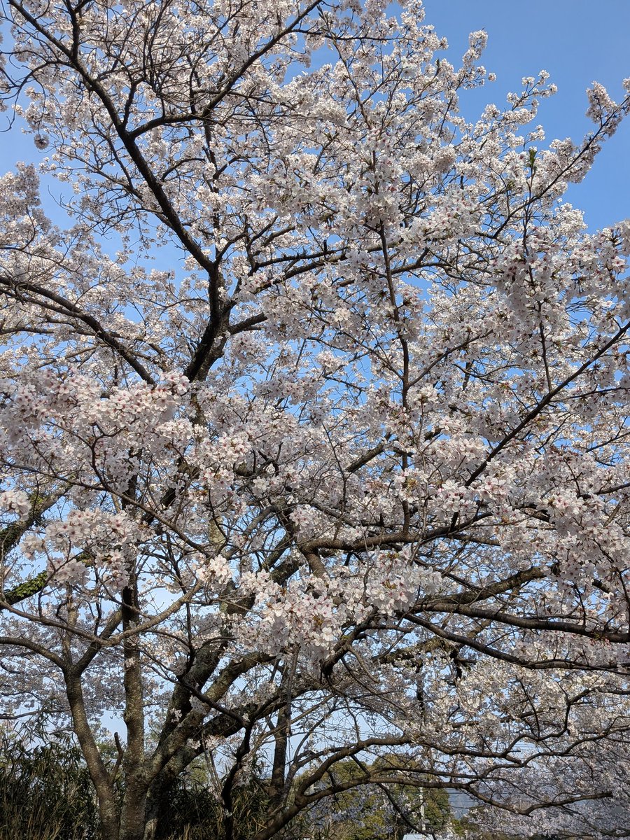 磯崎由美子 tweet media