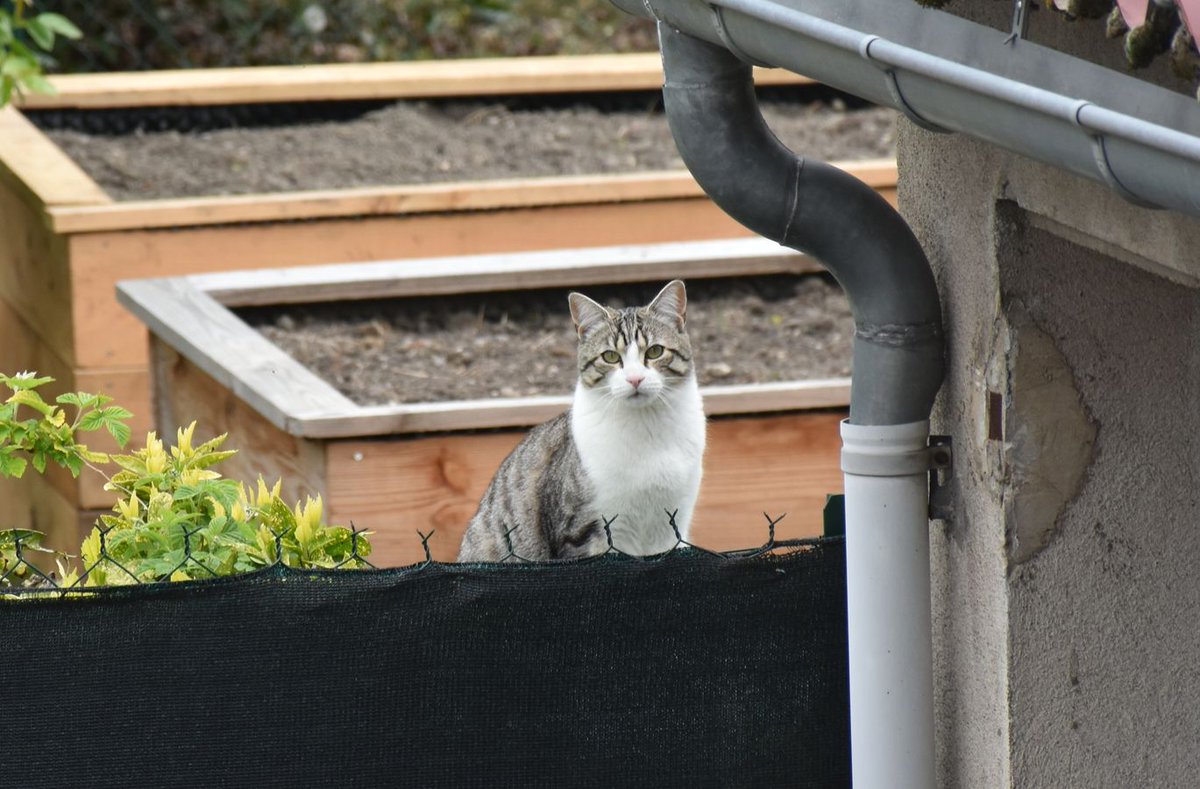 Daniel PAQUET tweet media