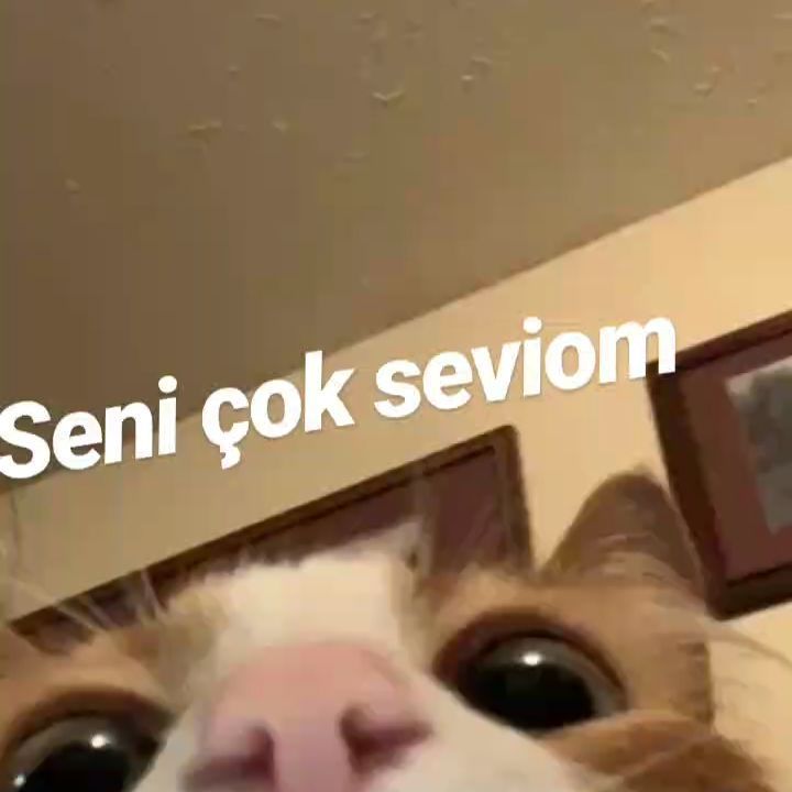 Ellysera tweet media