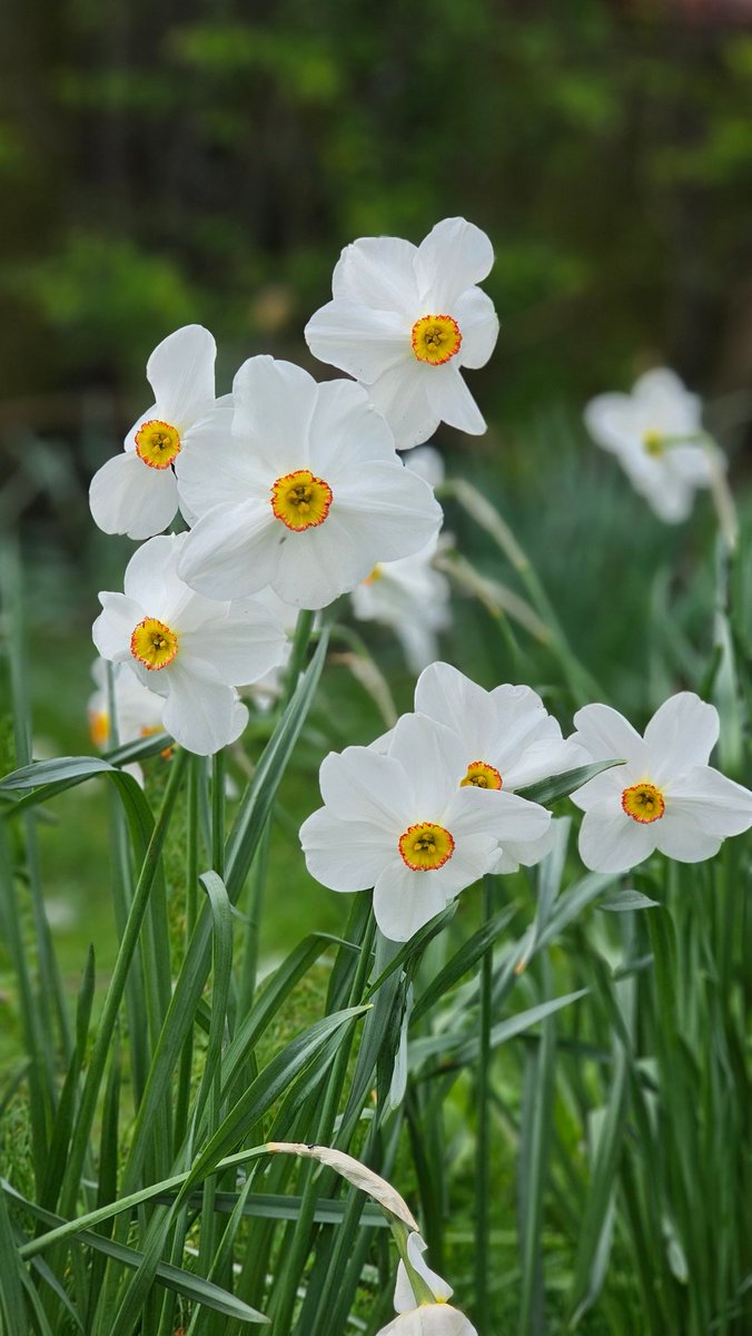 ๐ฌโOโpโhโiโnโ๐ฌ tweet media