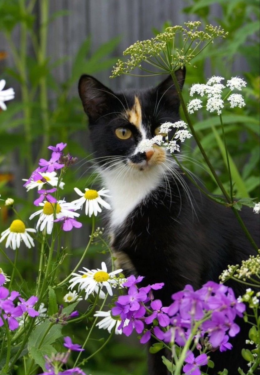 paula🐈⬛ tweet media