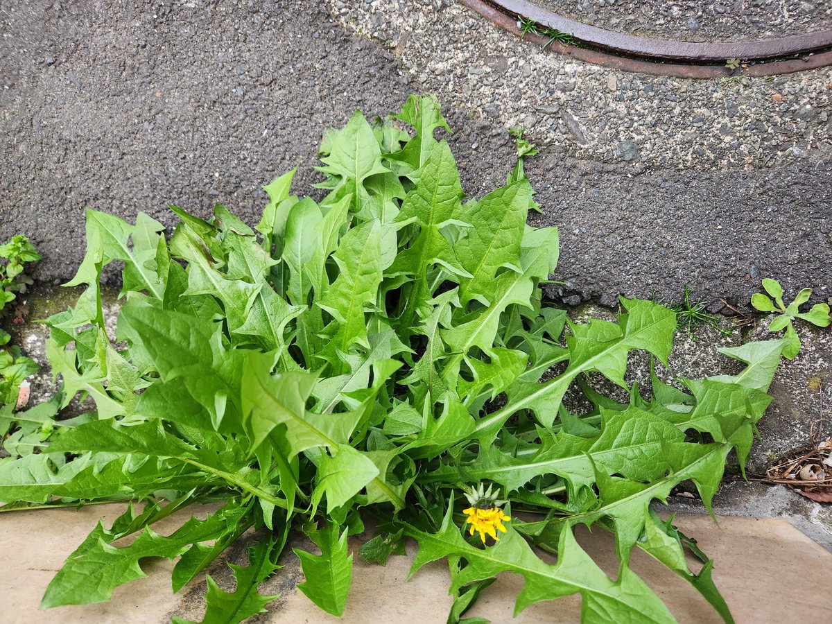 倉田真由美 tweet media