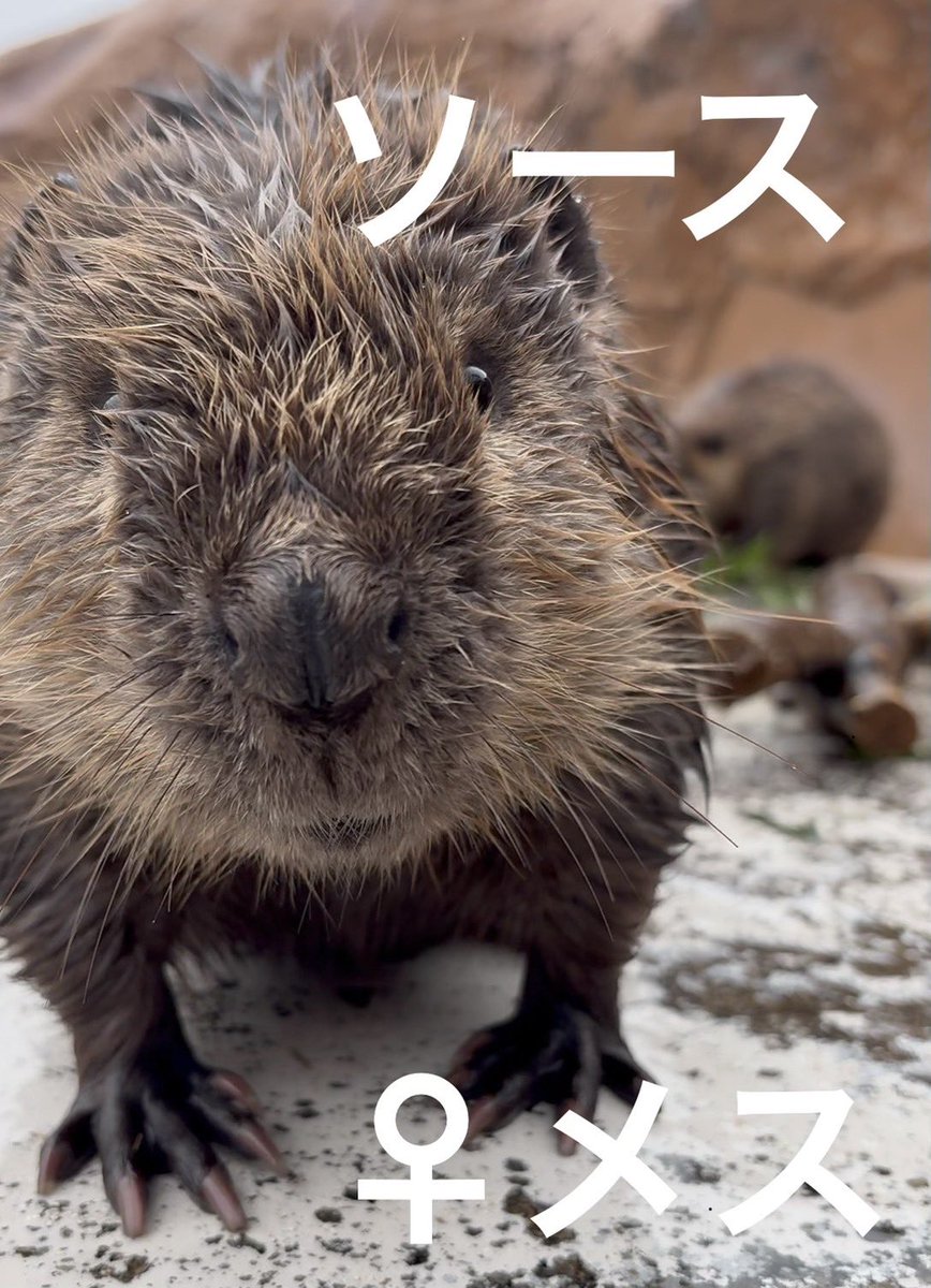 東武動物公園【公式】リュウくん tweet media