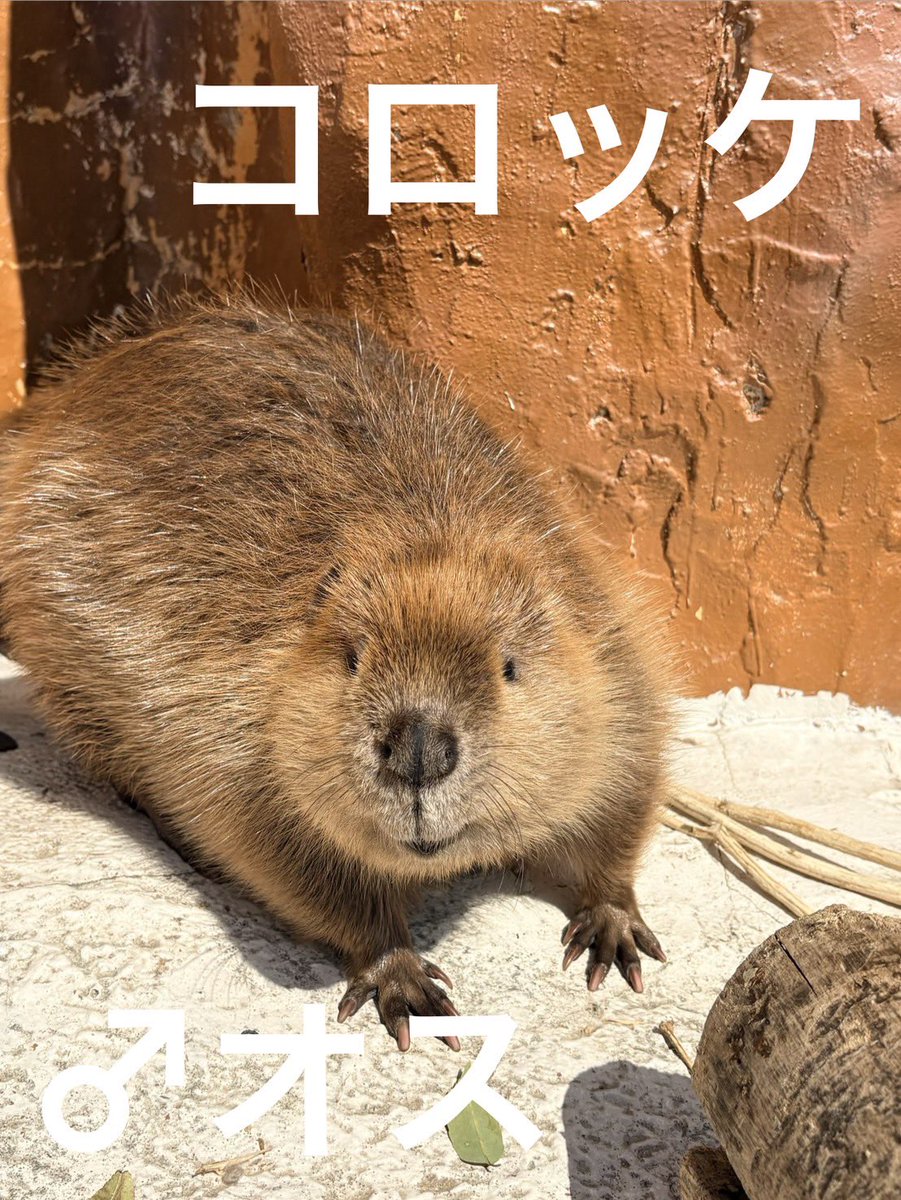 東武動物公園【公式】リュウくん tweet media