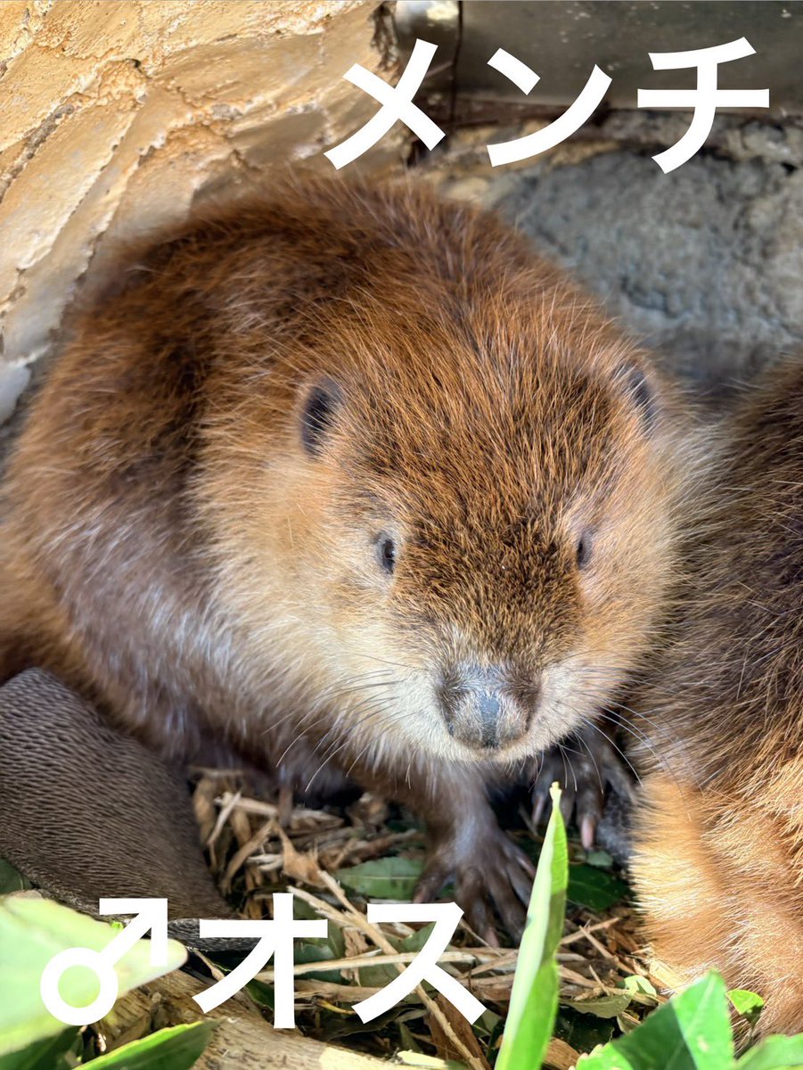 東武動物公園【公式】リュウくん tweet media