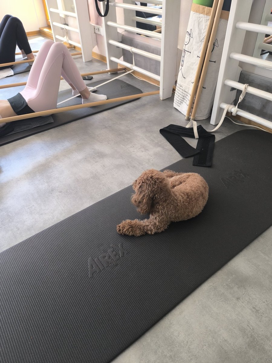 katun cica tweet media