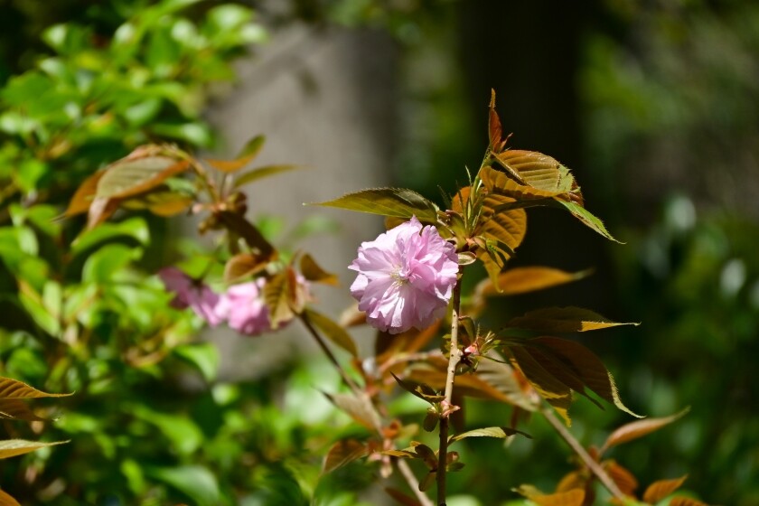 イリヤ tweet media