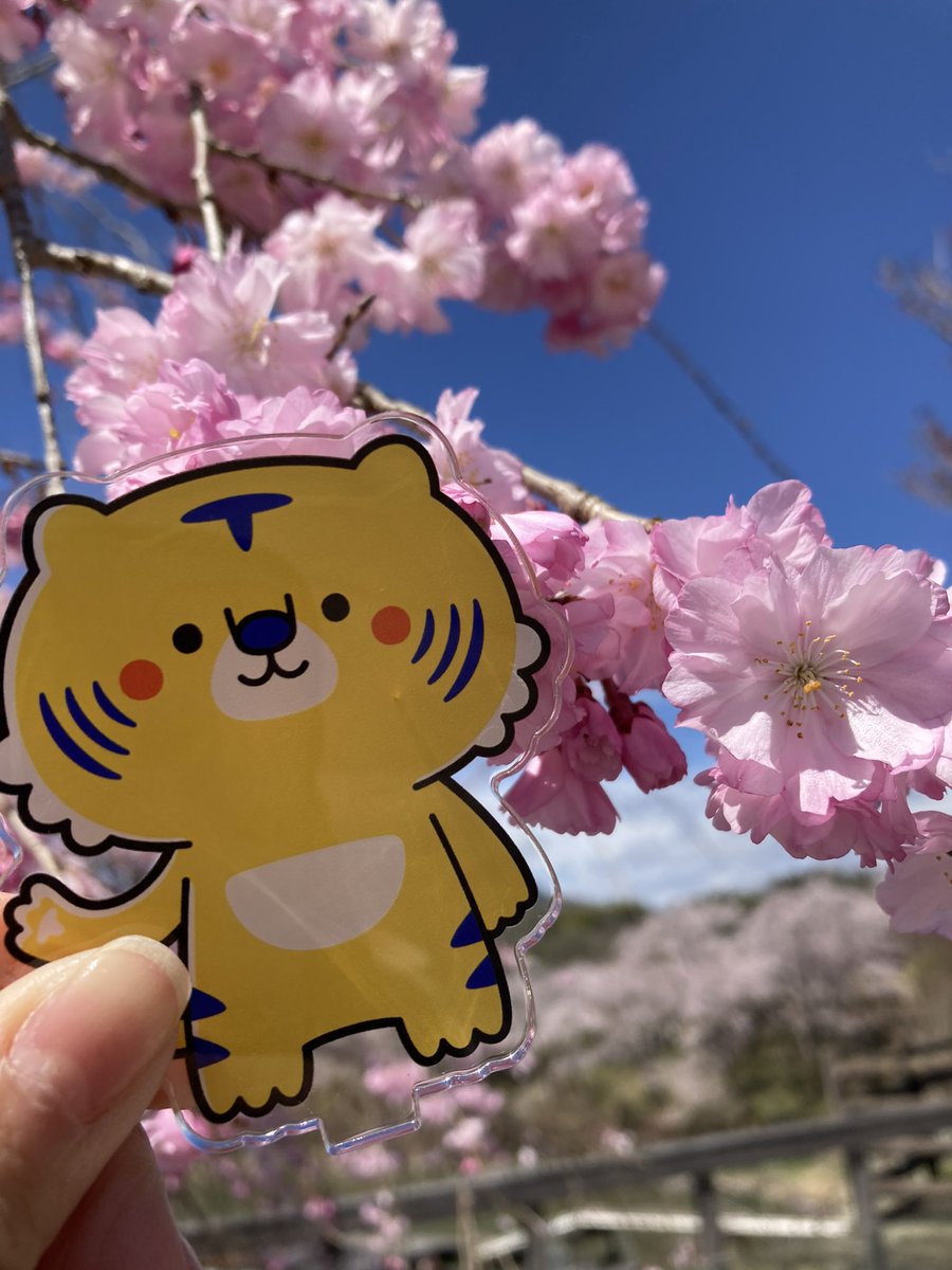 ティーズチャンネル tweet media