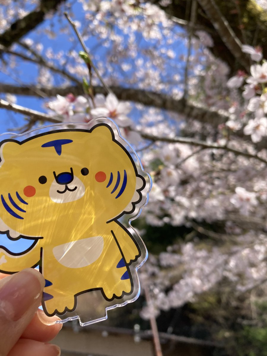 ティーズチャンネル tweet media