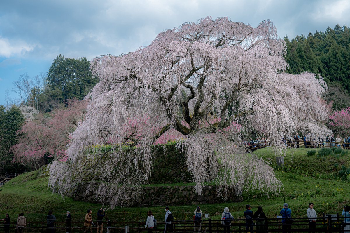 しょーき tweet media