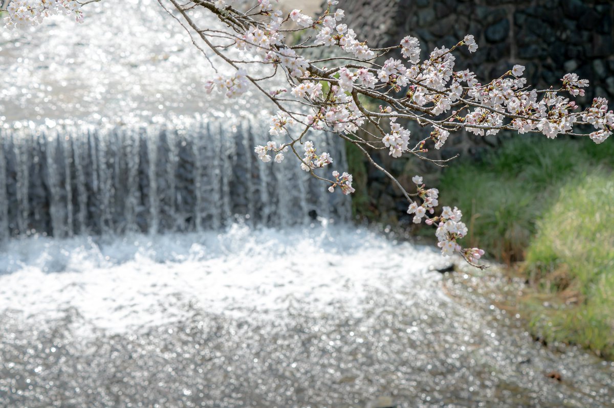 しょーき tweet media